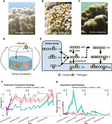 Stable isotope tracing reveals compartmentalized nitrogen assimilation in scleractinian corals